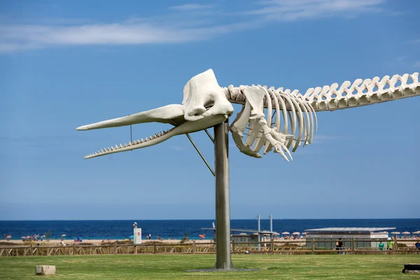 Скелет кашалота в Morro Jable на острові Фуертевентура. Канарські острови, Іспанія — стокове фото