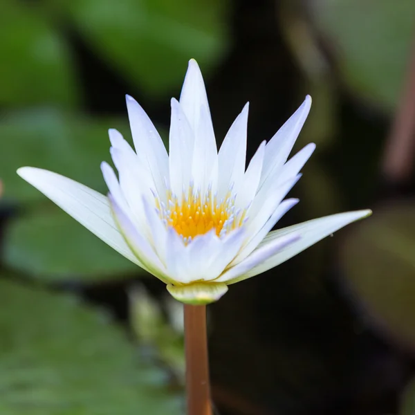 Schöne Seerose Lotusblume im Teich — Stockfoto