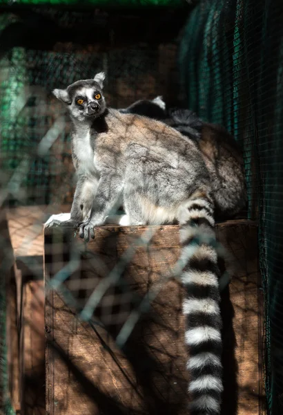 Lemur de cola anillada (Lemur catta) mira con ojos grandes y brillantes de color naranja y observa desde una sucursal en Madagascar . — Foto de Stock