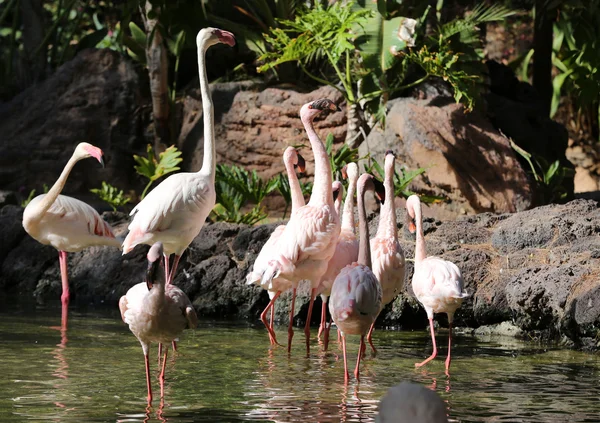 Nice pink big bird Greater Flamingo, Phoenicopterus ruber — Stock Photo, Image