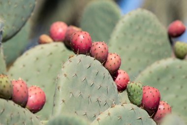 Opuntia ficus-indica, dünyanın kurak ve yarı kurak bölgelerinde tarım ekonomileri için önemli olan uzun zamandır evcilleştirilmiş bir ekin bitkisidir.