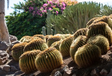 echinocactus grusonii, halk altın varil kaktüs bilinen altın top veya eğlenceli, anne-in-law'ın yastık,