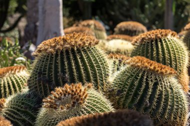 echinocactus grusonii, halk altın varil kaktüs bilinen altın top veya eğlenceli, anne-in-law'ın yastık,