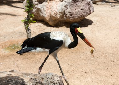 Marabut leylek (Leptoptilos crumenifer)
