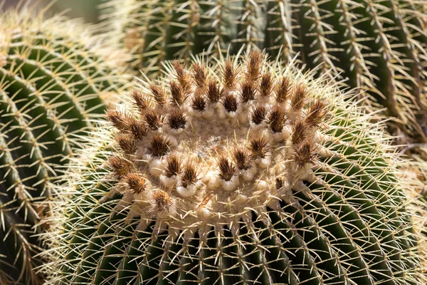 Echinocactus grusonii, populárně známý jako zlatý barrel cactus, Zlatý míč nebo zábavně, matka in-law polštář, — Stock fotografie