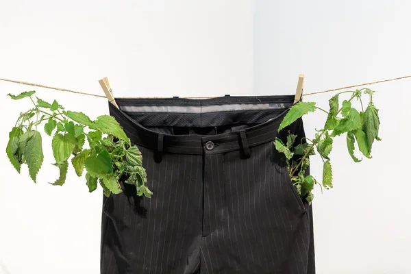 Los pantalones lavados que cuelgan - la moda por las ecologías limpias —  Fotos de Stock