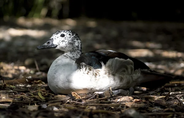 Duck — Stock Photo, Image