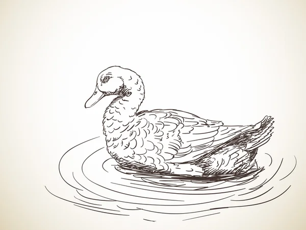 Dibujo dibujado a mano de pato — Archivo Imágenes Vectoriales