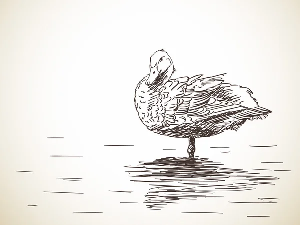Ručně tažené skica kachna — Stockový vektor
