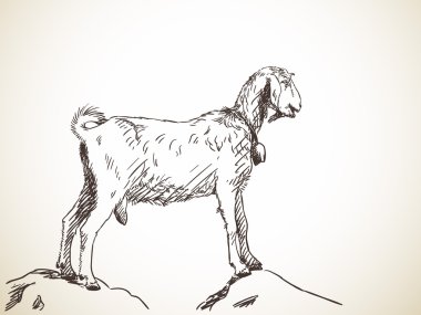 iki tepenin üzerinde keçi duran