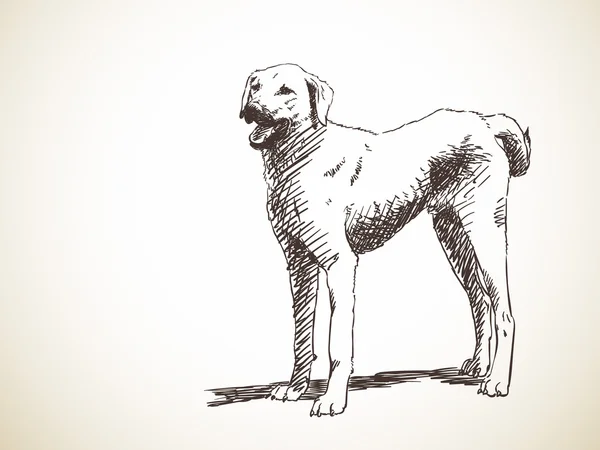 Bosquejo de lindo perro — Archivo Imágenes Vectoriales