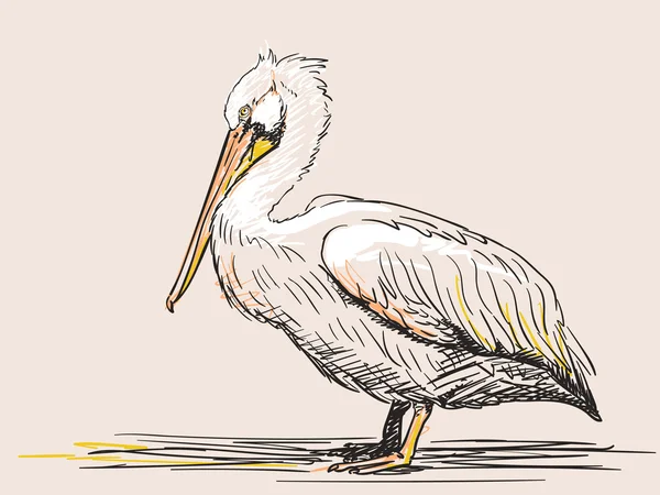 Sketch of standing pelican — Stock Vector