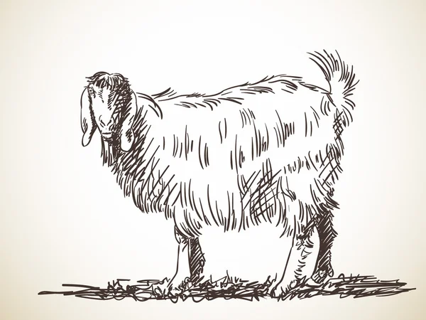 Sketch of standing goat — Stock Vector