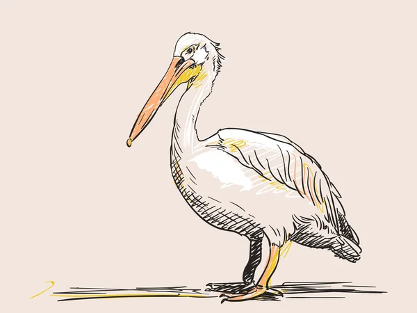 Sketch of standing pelican — Stock Vector