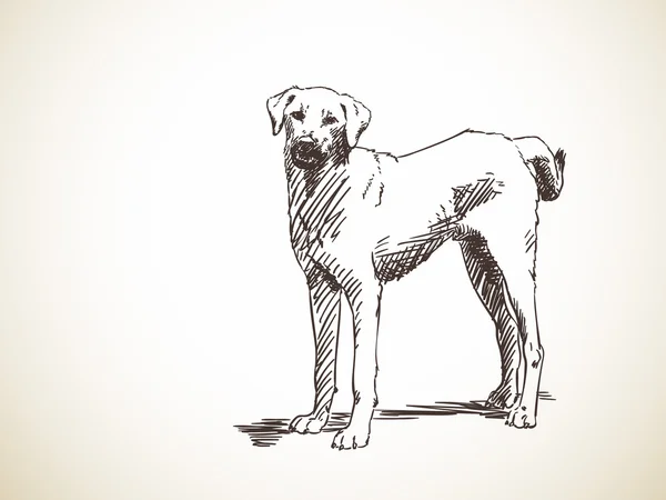 Скетч симпатичной собаки — стоковый вектор