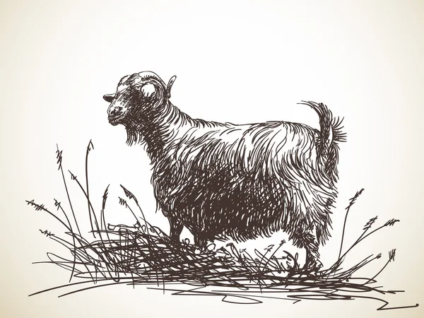 Koza stojący wśród wysokiej trawy — Wektor stockowy