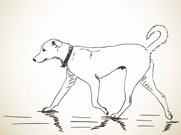 Bosquejo de perro caminando — Archivo Imágenes Vectoriales