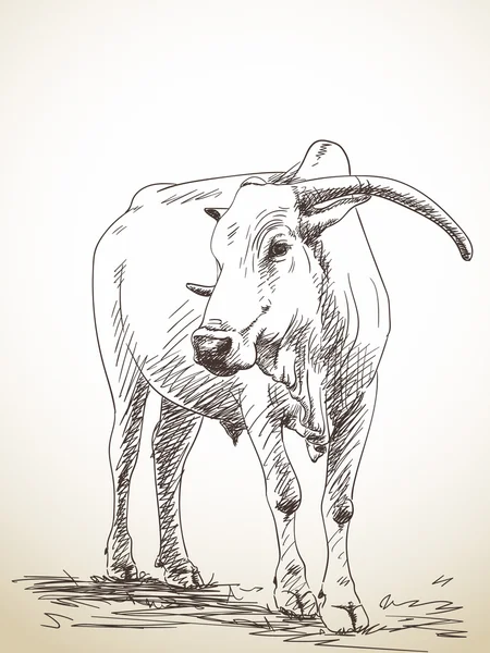 Szkic krowy zebu — Wektor stockowy