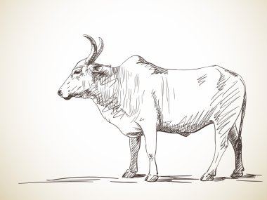 Zebu boğa taslağını