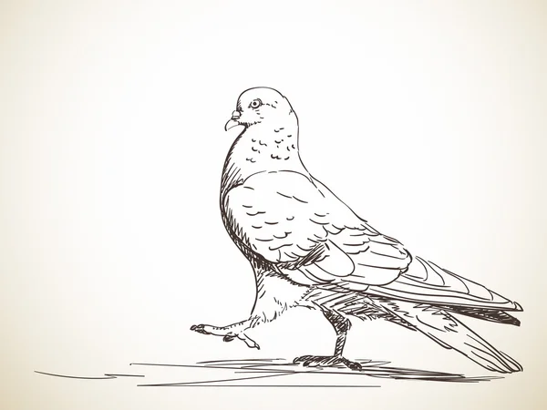 Skizze des Taubenvogels — Stockvektor