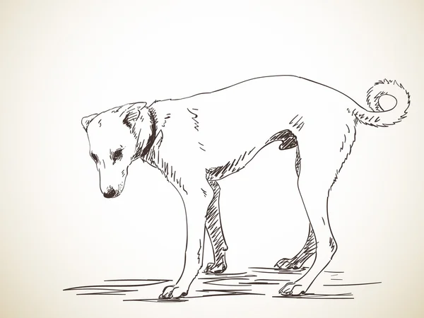 Schizzo di cane in piedi — Vettoriale Stock