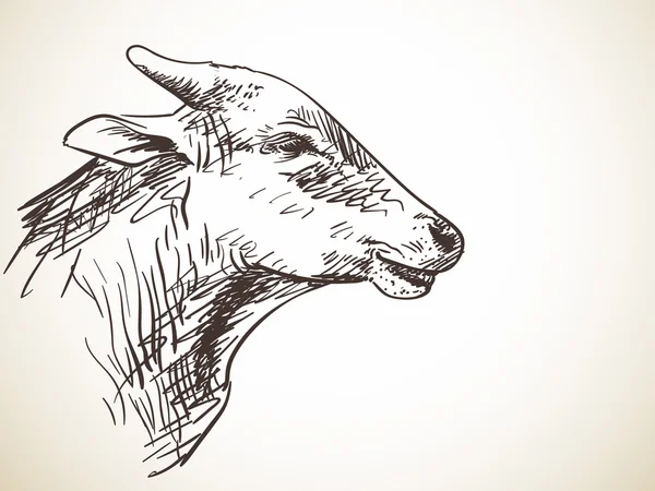 牛の銃口のスケッチ — ストックベクタ