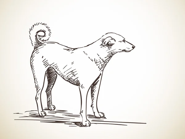 Náčrt aktivní pes stojící — Stockový vektor