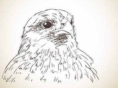 Kartal el çizilmiş portresi