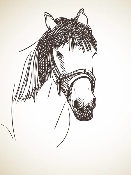 Sketch of horse 's head — стоковый вектор