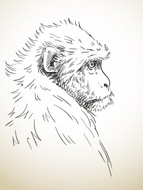 elle çizilmiş maymun