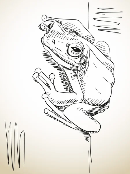 手描きのカエル — ストックベクタ