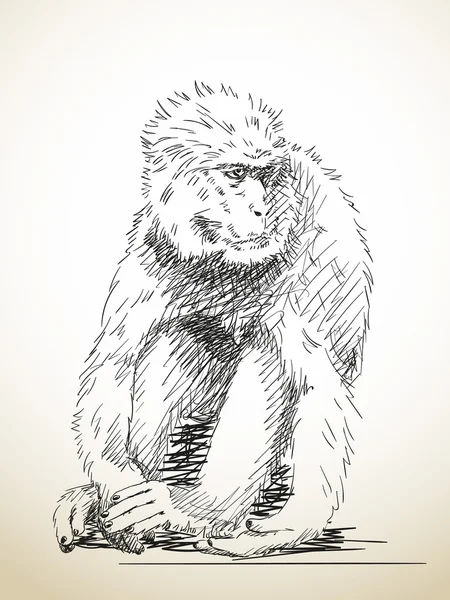 Scimmia disegnata a mano — Vettoriale Stock