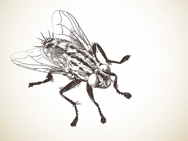 Рисунок Fly — стоковый вектор