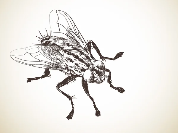 Mouche dessinée à la main — Image vectorielle