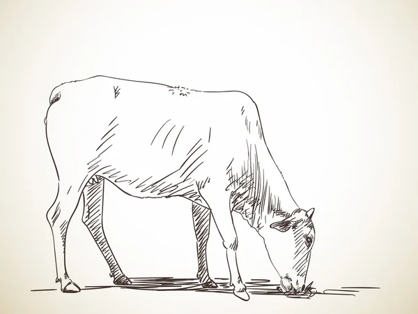 Croquis de la vache brouteuse — Image vectorielle