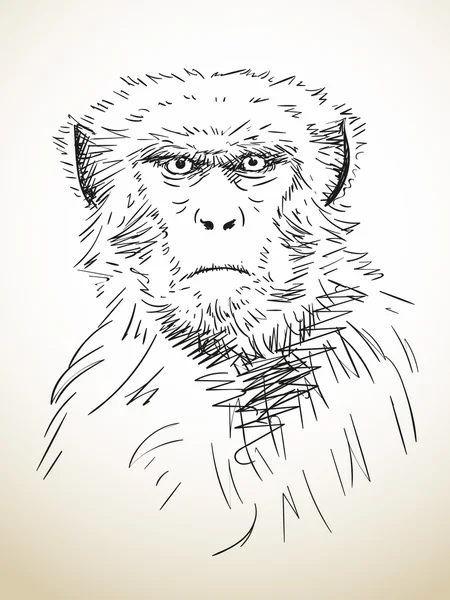 Singe dessiné à la main — Image vectorielle