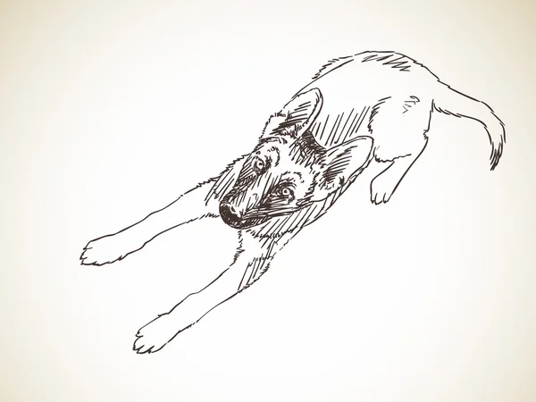 Ескіз собаки, що дивиться вгору — стоковий вектор