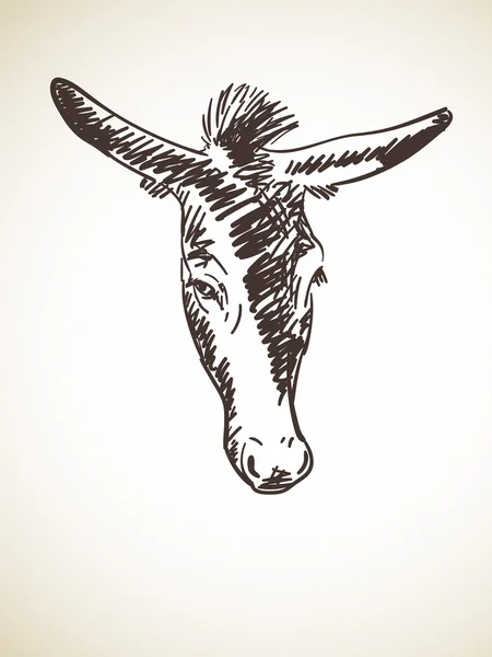 Croquis de la tête d'âne — Image vectorielle