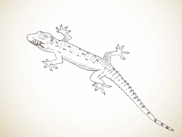 Ruky nakreslené gecko — Stockový vektor