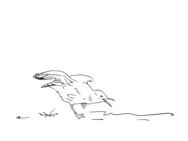 Kaka yapan martı çizimi, Vektör el çizimi.