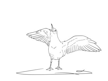 Yayılmış kanatlı çığlık atan martı çizimi, vektör eli çizimi