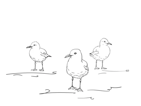 Sketch Three Seagulls Standing Ground Vector Hand Drawn Illustration — Stock Vector