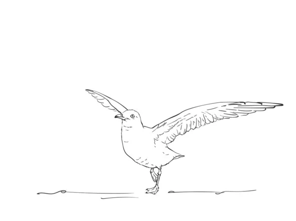 Croquis Mouette Est Déployé Ailes Pour Voler Illustration Vectorielle Dessinée — Image vectorielle