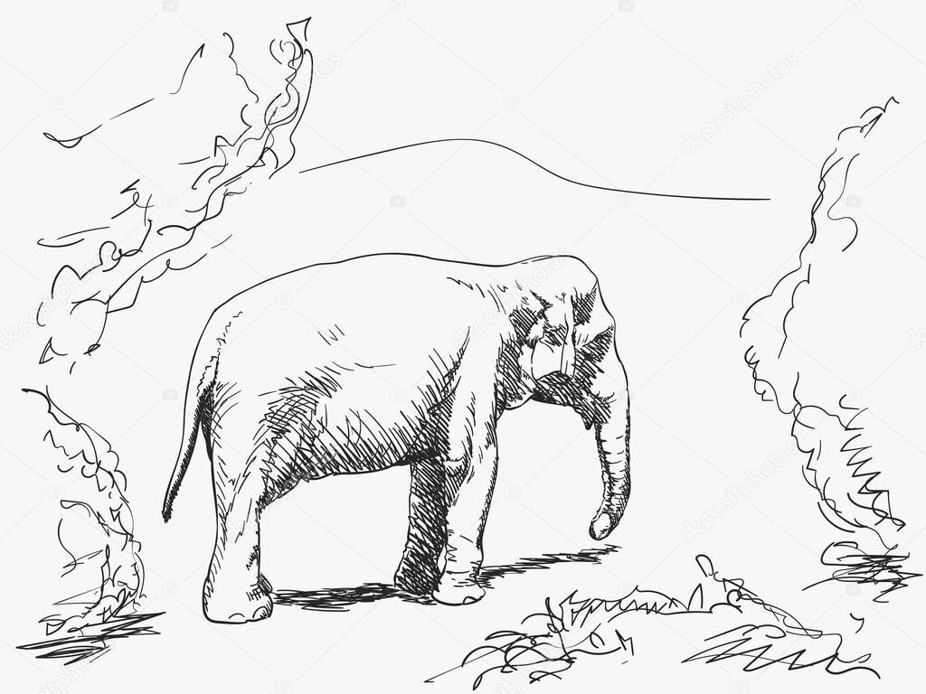 Wild elephant in nature vector sketch, Hand drawn illustration
