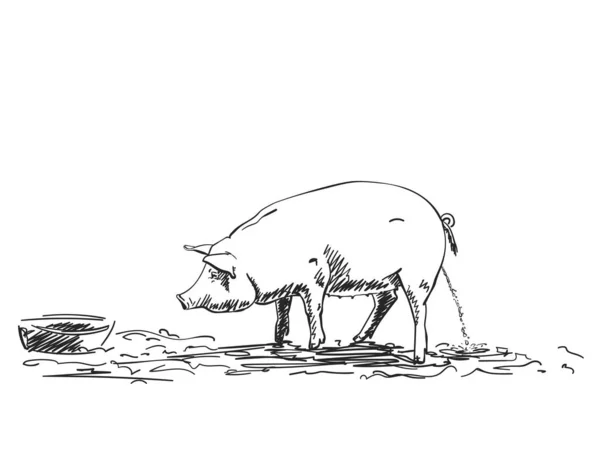 Prase Močení Farmě Vektorový Náčrt Ručně Kreslené Ilustrace — Stockový vektor