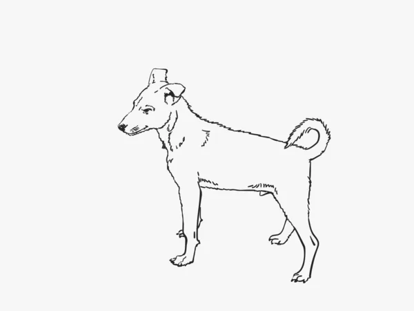 Cão Pequeno Com Esboço Vetorial Cauda Torcida Ilustração Linear Desenhada — Vetor de Stock