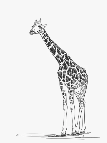 Giraffe Vector Sketch Hand Drawn Illustration — Stock Vector