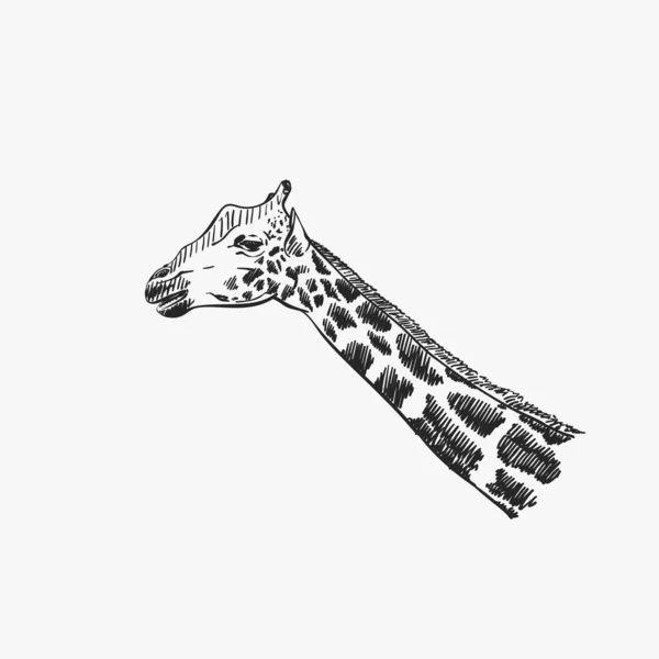 Векторный Рисунок Головы Жирафа Ручной Рисунок — стоковый вектор