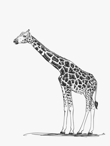 Giraffe Vector Sketch Hand Drawn Illustration — Stock Vector