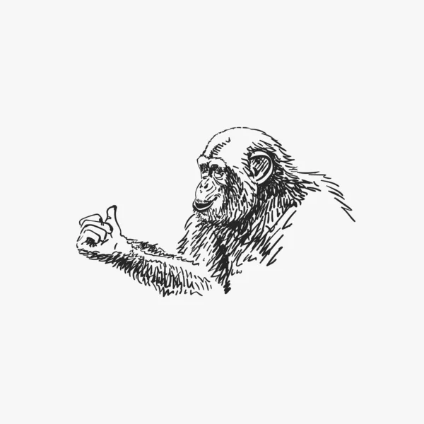 Портрет Шимпанзе Поднятой Рукой Изолированный Векторный Эскиз Ручная Иллюстрация — стоковый вектор